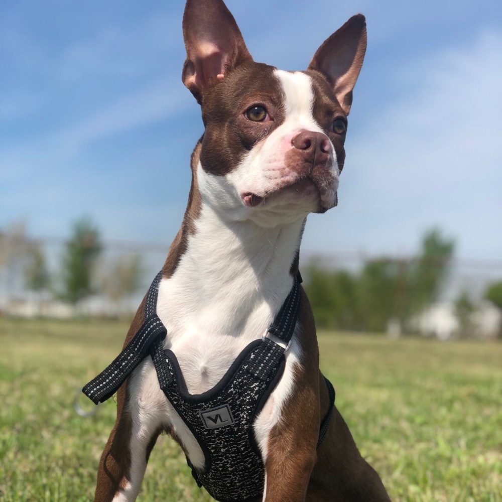 Meet your Posher, Sundae!